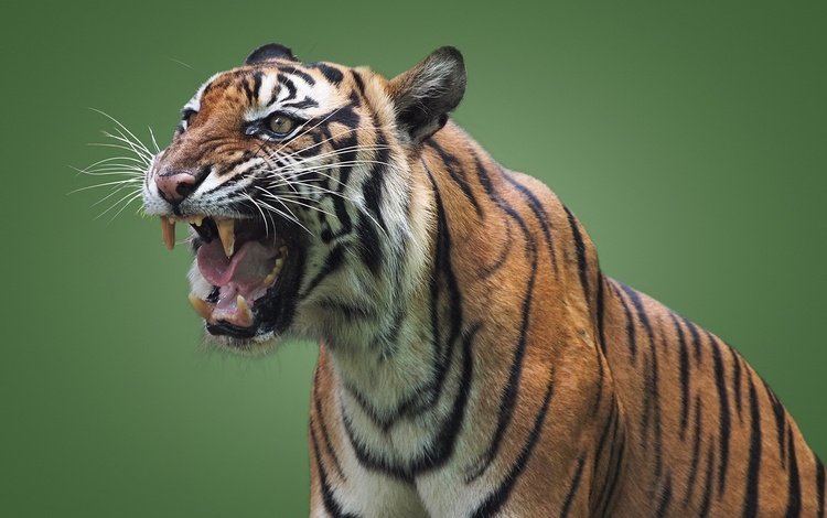 тигр, хищник, оскал, пасть, зеленый фон, дикая кошка, tiger, predator, grin, mouth, green background, wild cat