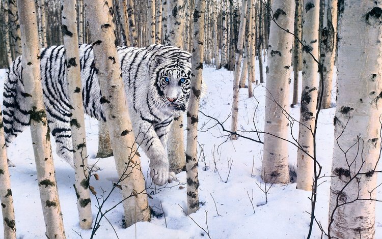 тигр, лес, зима, белый, tiger, forest, winter, white
