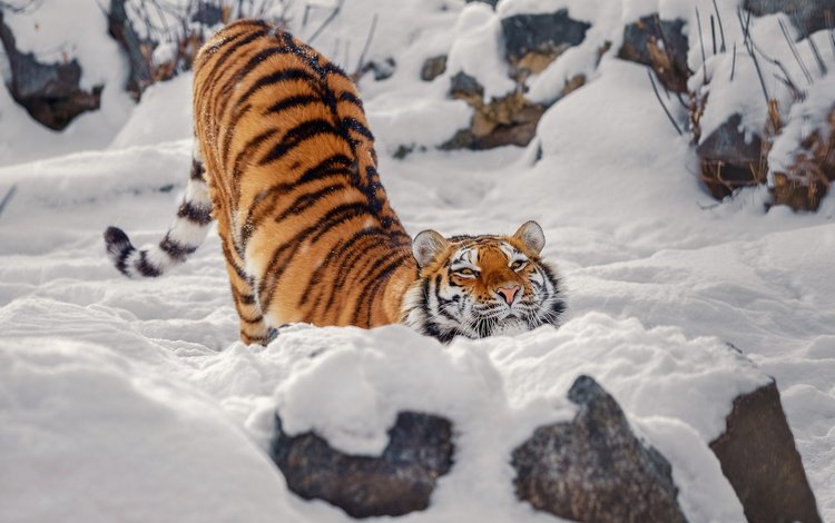 тигр, морда, снег, камни, зима, поза, взгляд, спина, tiger, face, snow, stones, winter, pose, look, back