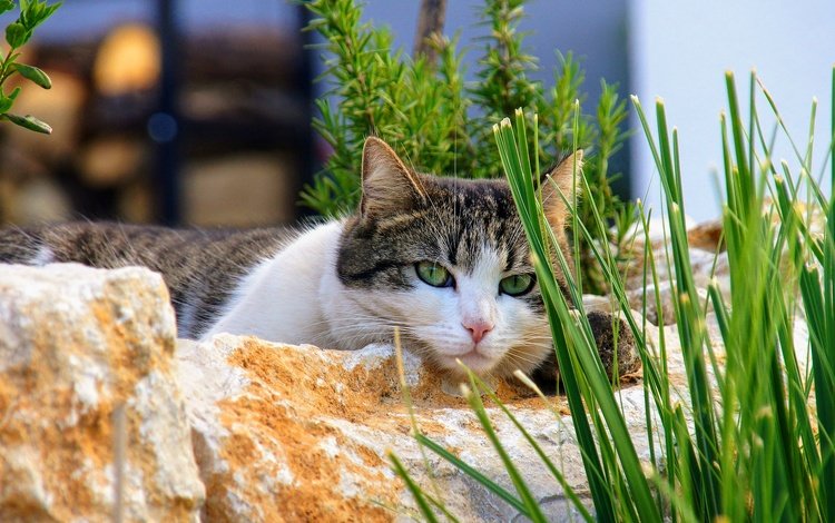 трава, камни, кот, кошка, взгляд, лежит, зеленые глаза, боке, grass, stones, cat, look, lies, green eyes, bokeh