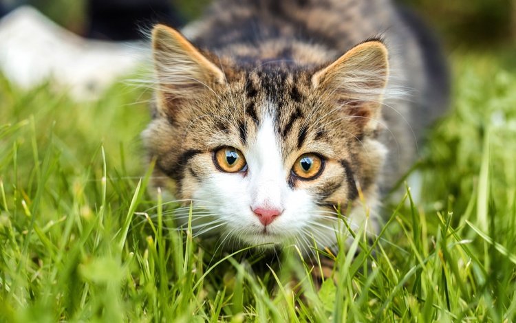 трава, кошка, взгляд, котенок, мордашка, полосатый, боке, grass, cat, look, kitty, face, striped, bokeh