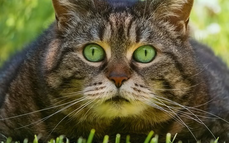 трава, кот, взгляд, мордашка, котэ, глазища, grass, cat, look, face, kote, eyes