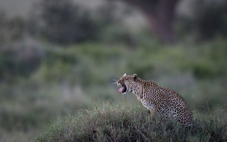 трава, леопард, дикая кошка, боке, grass, leopard, wild cat, bokeh