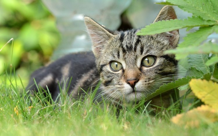 трава, мордочка, кошка, взгляд, котенок, grass, muzzle, cat, look, kitty