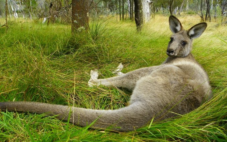 трава, поза, взгляд, лежит, австралия, кенгуру, grass, pose, look, lies, australia, kangaroo
