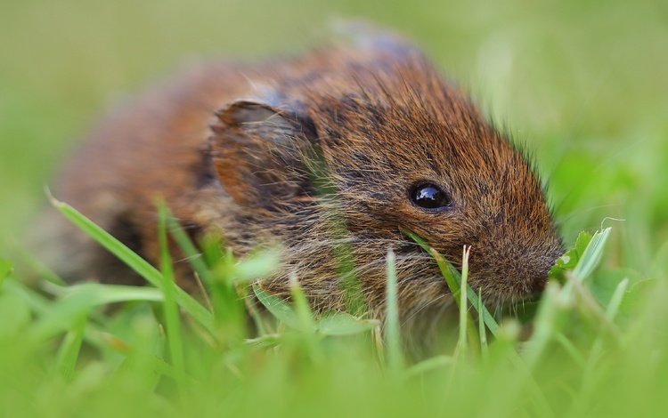 трава, взгляд, мышь, мышка, мышонок, боке, грызун, полевка, полевая мышь, grass, look, mouse, bokeh, rodent, vole