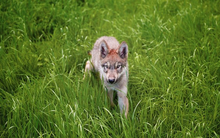 трава, взгляд, серый, щенок, прогулка, волк, детеныш, волчонок, grass, look, grey, puppy, walk, wolf, cub, the cub