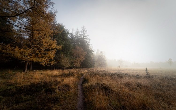 туман, поле, осень, fog, field, autumn