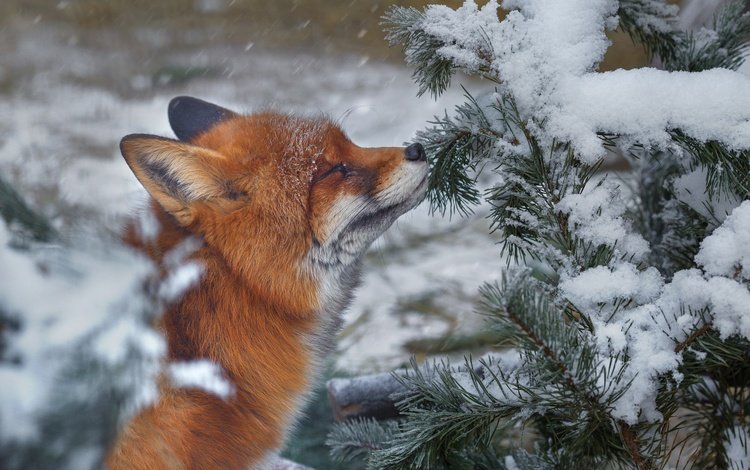 ветка, снег, природа, хвоя, зима, лиса, лисица, животное, branch, snow, nature, needles, winter, fox, animal