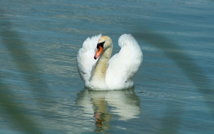 вода, белый лебедь, отражение, белый, водоем, птица, плавание, лебедь, боке, water, white swan, reflection, white, pond, bird, swimming, swan, bokeh