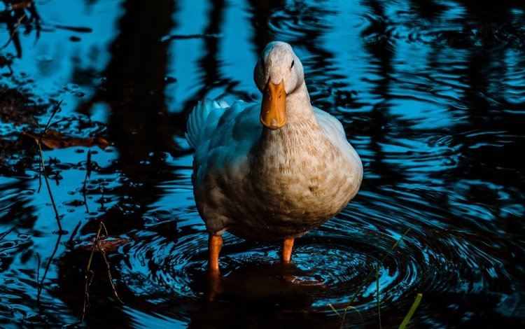 вода, отражение, водоем, птица, утка, water, reflection, pond, bird, duck
