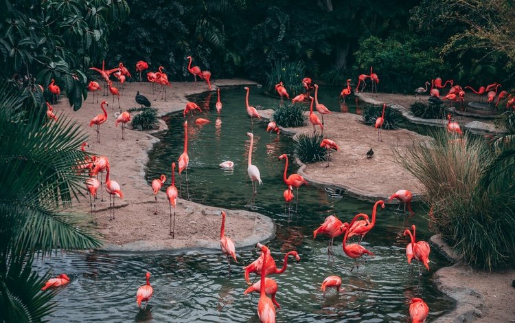 вода, природа, фламинго, water, nature, flamingo