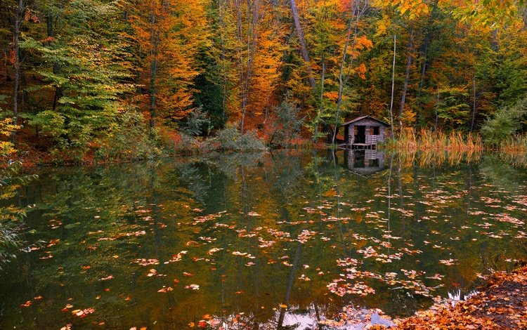 вода, река, природа, лес, листья, осень, water, river, nature, forest, leaves, autumn