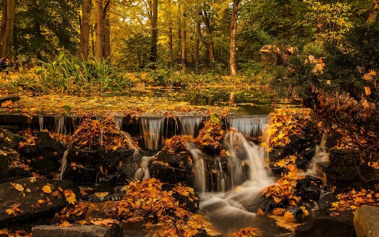 деревья, лес, листья, водопад, осень, поток, осенний пейзаж, trees, forest, leaves, waterfall, autumn, stream