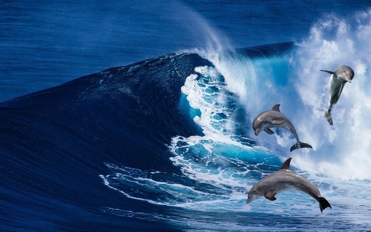 волны, море, рендеринг, дельфины, wave, sea, rendering, dolphins