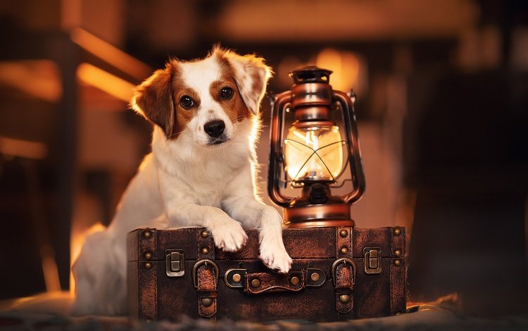 взгляд, лампа, собака, фонарь, чемодан, look, lamp, dog, lantern, suitcase