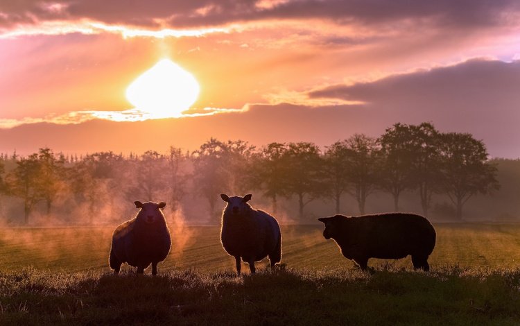 закат, поле, силуэты, пастбище, овцы, овечки, sunset, field, silhouettes, pasture, sheep