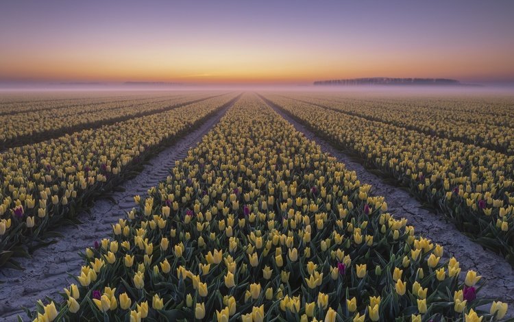 закат, туман, тюльпаны, sunset, fog, tulips