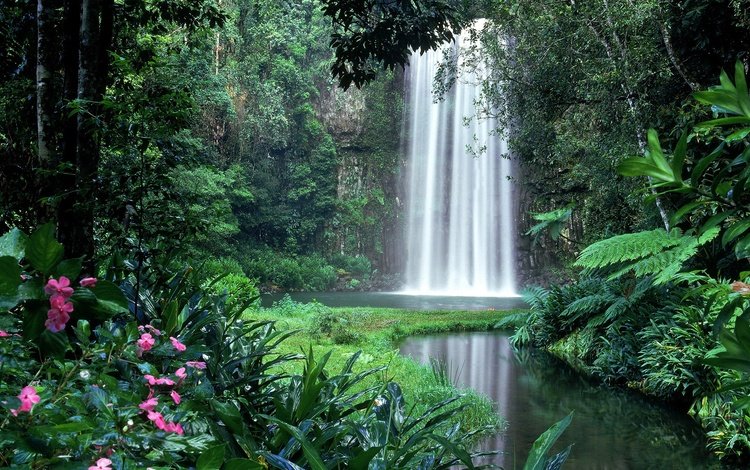 зелень, кусты, водопад, тропики, джунгли, заросли, амазония, greens, the bushes, waterfall, tropics, jungle, thickets, amazon