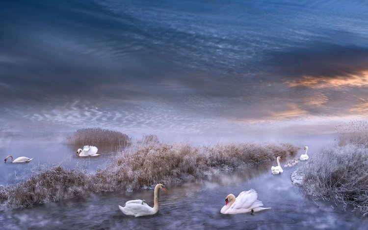 зима, иней, водоем, рендеринг, лебеди, winter, frost, pond, rendering, swans