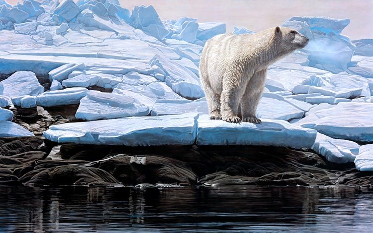зима, льдины, белый медведь, winter, ice, polar bear