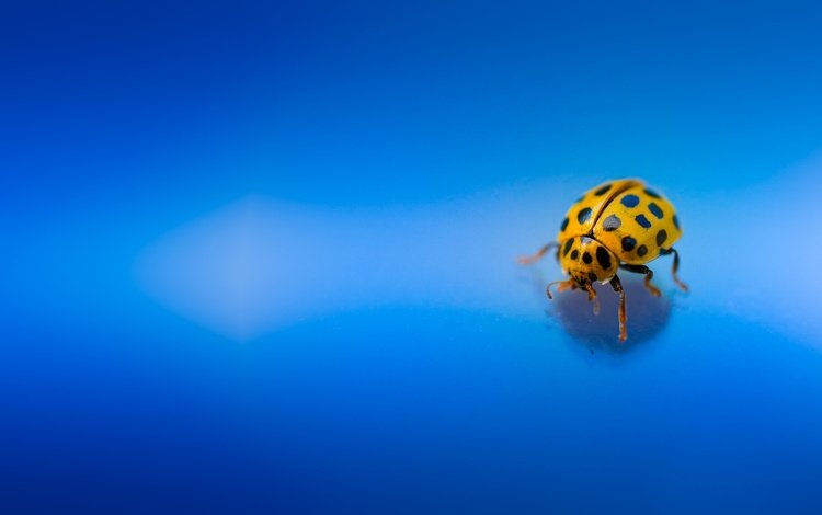 жук, макро, насекомое, божья коровка, голубой фон, beetle, macro, insect, ladybug, blue background