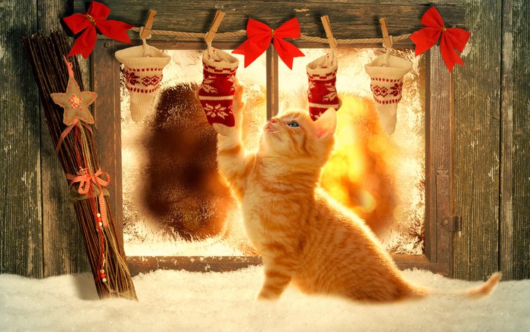 новый год, украшения, котенок, окно, рыжий, праздник, рождество, снег бантики, new year, decoration, kitty, window, red, holiday, christmas