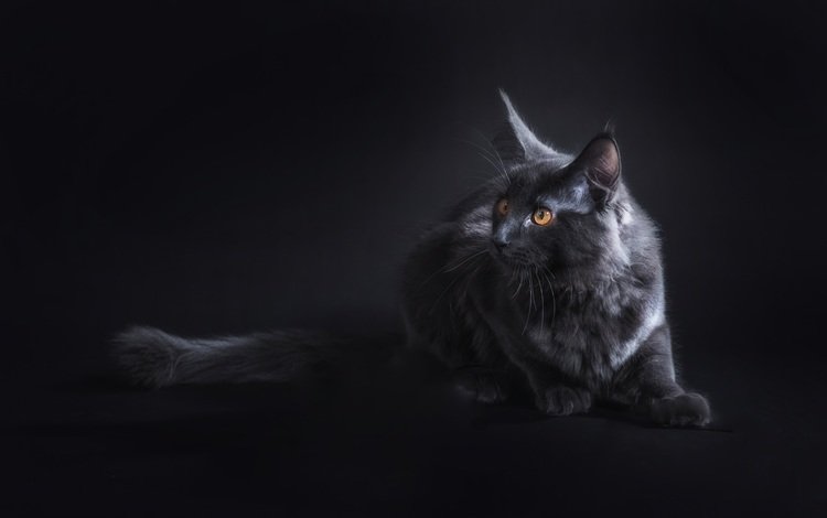 кот, кошка, взгляд, черный фон, темнота, чёрная кошка, желтые глаза, мейн-кун, cat, look, black background, darkness, black cat, yellow eyes, maine coon