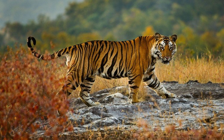 тигр, взгляд, хищник, дикая природа, бенгальский тигр, tiger, look, predator, wildlife, bengal tiger