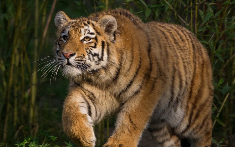 тигр, морда, поза, лапы, взгляд, прогулка, тигренок, дикая кошка, заросли, thickets, tiger, face, pose, paws, look, walk, wild cat