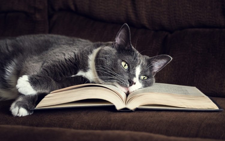 морда, уют, фон, страницы, кот, лапы, кошка, взгляд, лежит, диван, книга, book, face, comfort, background, page, cat, paws, look, lies, sofa