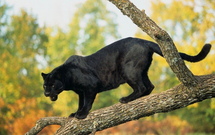 дерево, хищник, пантера, черная, tree, predator, panther, black