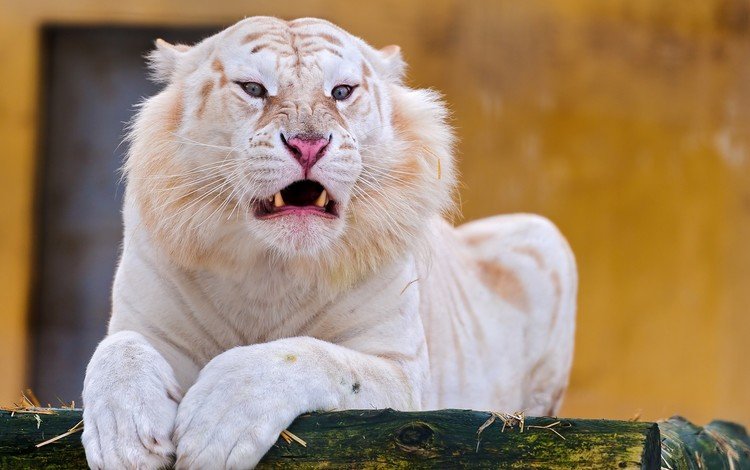 тигр, альбинос, морда, белый тигр, взгляд, клыки, хищник, отдых, оскал, дикая кошка, tiger, albino, face, white tiger, look, fangs, predator, stay, grin, wild cat