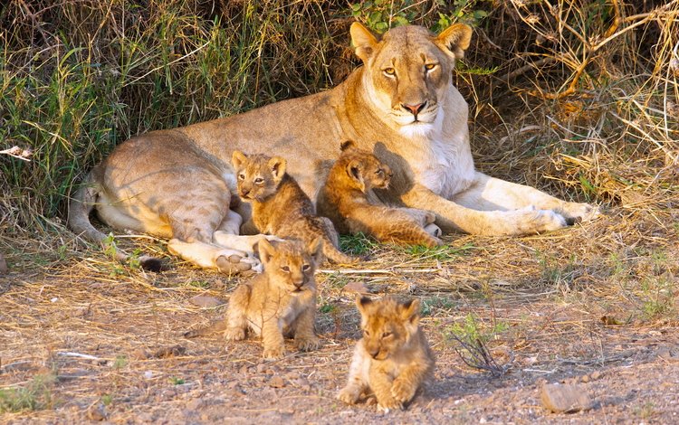 хищник, большая кошка, лев, львята, львица, дикая кошка, детеныши, predator, big cat, leo, the cubs, lioness, wild cat, cubs
