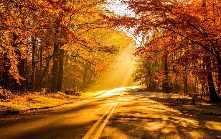 дорога, деревья, природа, лес, листья, закат, парк, осень, road, trees, nature, forest, leaves, sunset, park, autumn