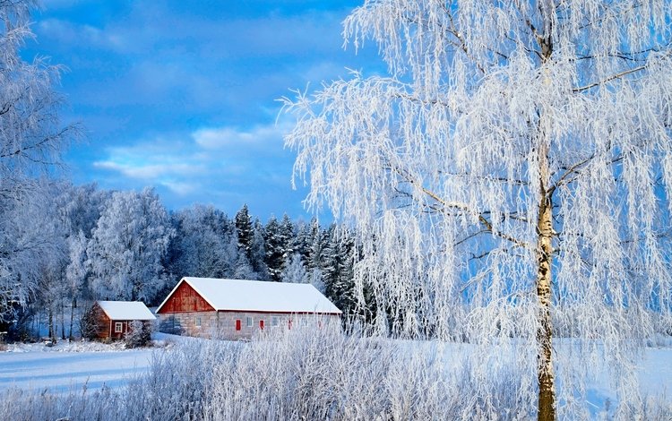 снег, зима, зимний лес, snow, winter, winter forest