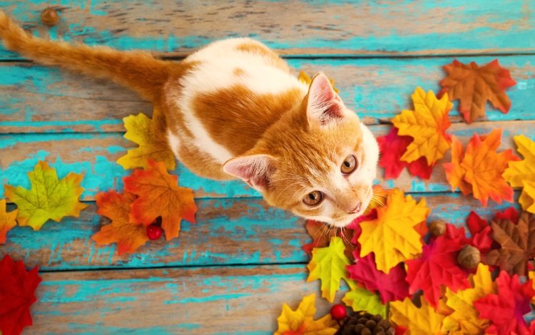 листья, кошка, осень, кленовые, осенние листья, leaves, cat, autumn, maple, autumn leaves