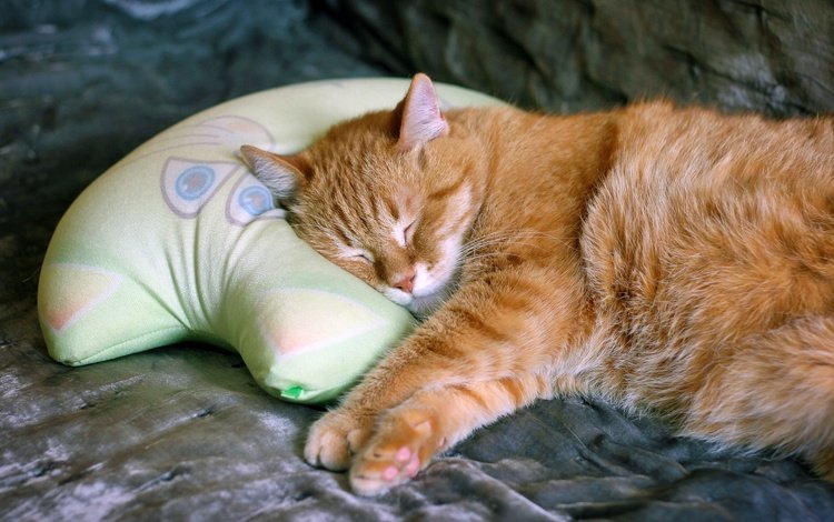 морда, постель, кот, подушка, лапы, кошка, сон, спит, рыжий, плед, уют, comfort, face, bed, cat, pillow, paws, sleep, sleeping, red, plaid