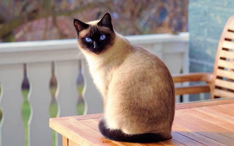 кот, мордочка, кошка, взгляд, голубые глаза, сиамская, cat, muzzle, look, blue eyes, siamese