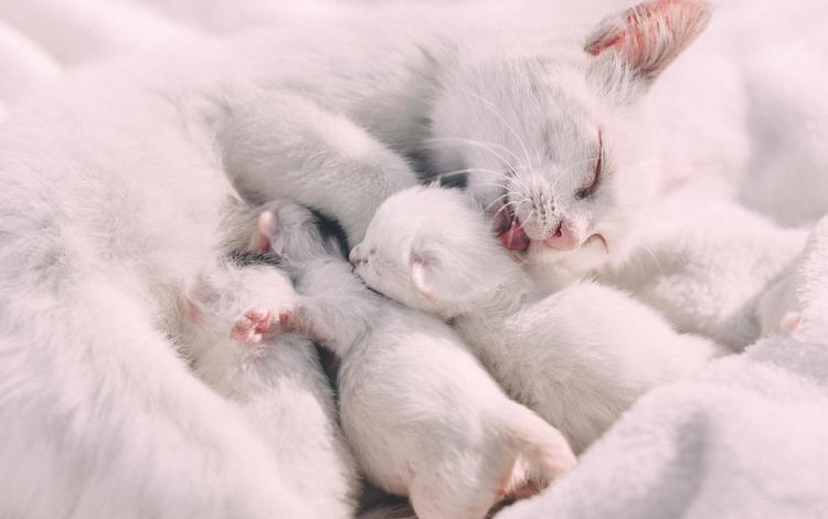 кошка, семья, забота, котята, cat, family, care, kittens