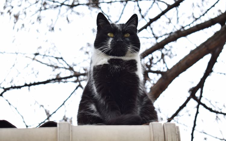 кот, ветки, кошка, взгляд, забор, чёрно-белый, cat, branches, look, the fence, black and white