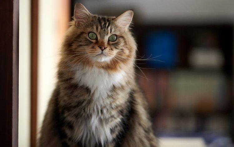 портрет, кот, кошка, взгляд, пушистый, зеленые глаза, portrait, cat, look, fluffy, green eyes