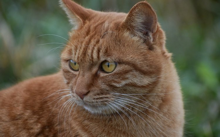 кот, мордочка, усы, кошка, взгляд, рыжий, желтые глаза, cat, muzzle, mustache, look, red, yellow eyes