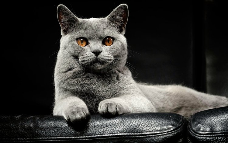 кот, мордочка, кошка, британская короткошерстная, cat, muzzle, british shorthair