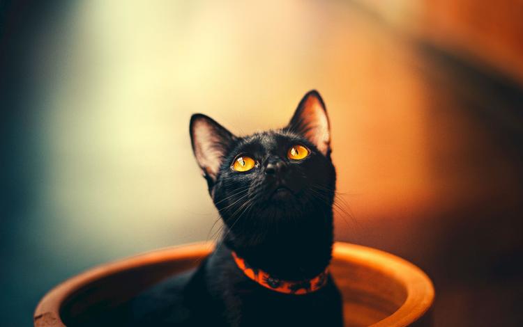 кот, кошка, взгляд, черный, ошейник, оранжевые глаза, cat, look, black, collar, orange eyes