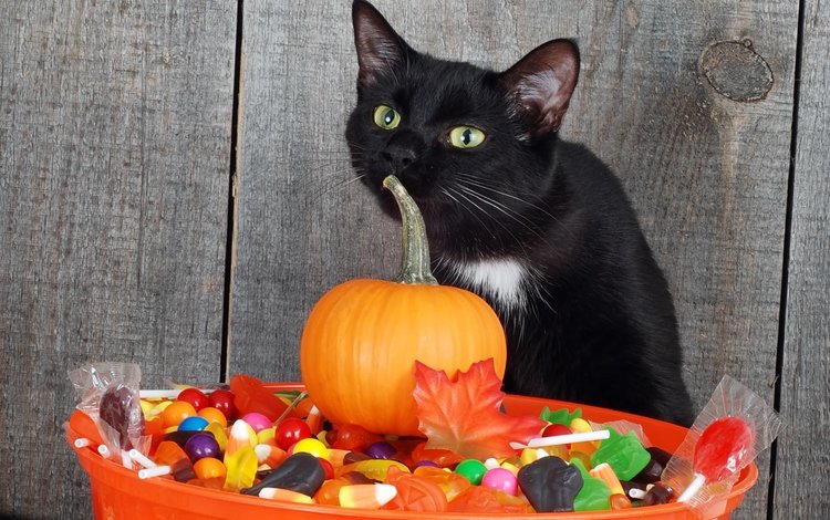 кот, кошка, сладости, черный, хэллоуин, тыква, cat, sweets, black, halloween, pumpkin