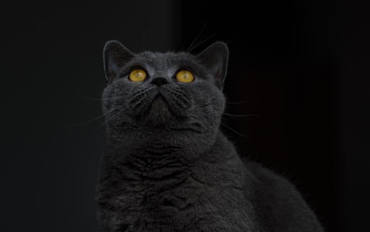 кот, кошка, взгляд, серый, черный фон, желтые глаза, британская короткошерстная, cat, look, grey, black background, yellow eyes, british shorthair