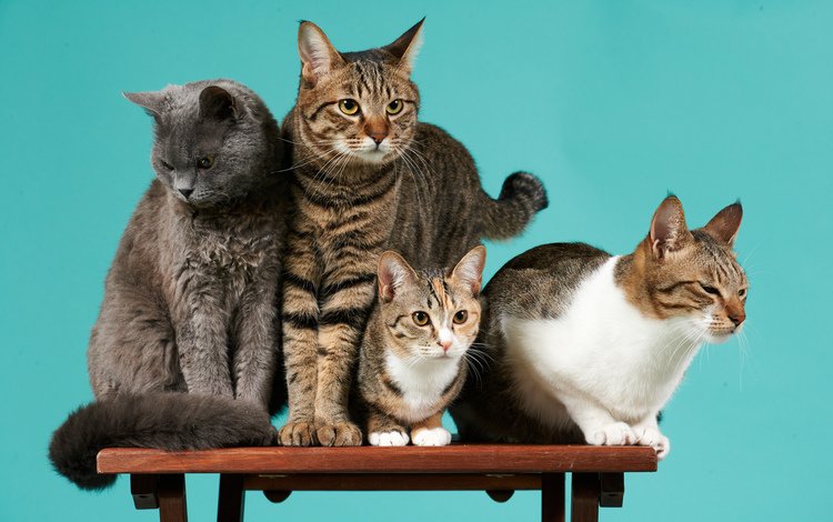 коты, кошки, фотосессия, cats, photoshoot