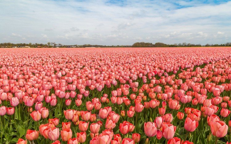 тюльпаны, голландия, tulips, holland