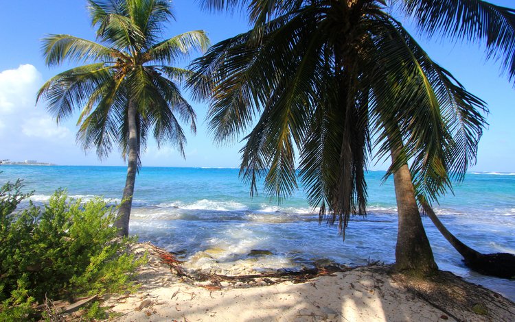 пальмы, океан, тропический остров, palm trees, the ocean